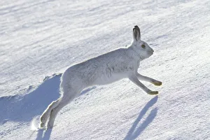 Mountain hare (Lepus timidus) running across a snow covered landscape, Scotland, UK, February