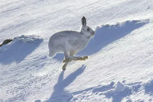Agile Prints: Mountain hare (Lepus timidus) running over snow on hillside