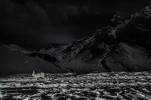 Leporidae Prints: Mountain hare (Lepus timidus) running over snow at night