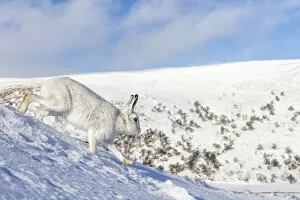 Mountain hare (Lepus timidus) running down a snowy mountainside, Monadhliath Mountains, HIghlands, Scotland, UK