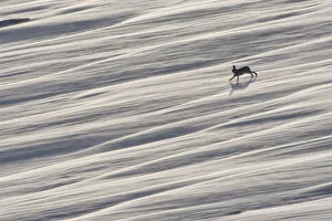 Lagomorphs Prints: Mountain hare (Lepus timidus) running across wind swept snow field, near Carrbridge
