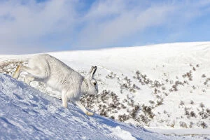 Mountain hare (Lepus timidus) runs down a snowy mountain side. Monadhliath Mountains, Scotland
