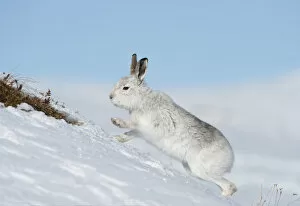 Images Dated 23rd February 2010: Mountain hare (Lepus timidus) scratching for food in the snow, Scotland, UK, February