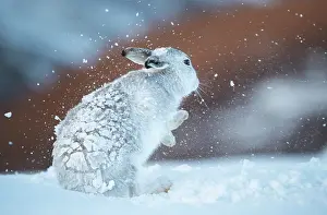 Winter Coat Prints: Mountain hare (Lepus timidus) shaking snow from its fur during snowstorm