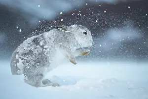 Winter Coat Prints: Mountain hare (Lepus timidus) shaking snow from its fur during snowstorm