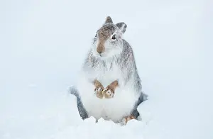 Snowhole Prints: Mountain hare (Lepus timidus) shaking the snow off its paws after emerging from a snowhole high in the mountains