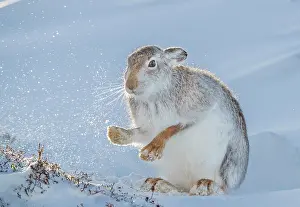 Winter Coat Prints: Mountain hare (Lepus timidus) shaking the snow from its paws