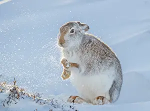 Winter Coat Prints: Mountain hare (Lepus timidus) shaking the snow from its paws