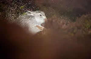 Leporidae Prints: Mountain hare (Lepus timidus) shaking water off its fur after rain