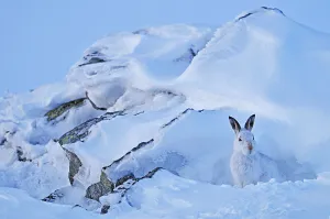 Lagomorphs Prints: Mountain hare (Lepus timidus) sheltering on a winter day