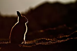 Scotland Gallery: Mountain hare (Lepus timidus) silhouette at dusk in late summer. Scotland, October