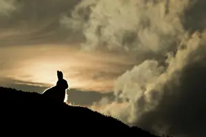 Leporidae Prints: Mountain hare (Lepus timidus) sitting on mountain ridge