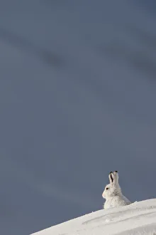 Images Dated 10th February 2010: Mountain hare (Lepus timidus) sitting on a ridge, in winter coat in snow, Cairngorms NP