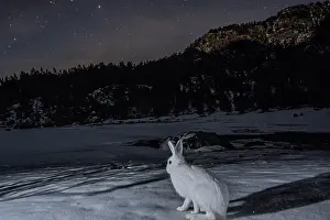 Leporidae Prints: Mountain hare (Lepus timidus) sitting on snow in front of an alpine lake at night
