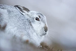 Anger Gallery: Mountain hare (Lepus timidus) on snow, Cairngorms National Park, Scotland. January