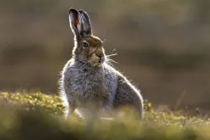 Mountain hare (Lepus timidus) in spring coat, portrait, Monadhliath Mountains, Highlands, Scotland, UK. May Mountain hare (Lepus timidus) in spring coat, portrait, Monadhliath Mountains, Highlands, Scotland, UK. May