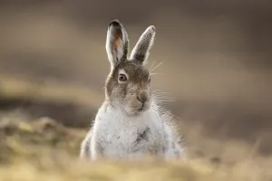 Mountain hare (Lepus timidus) in spring coat / pelage sitting in moorland, Scotland