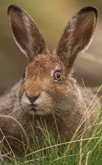 Sub Adult Prints: Mountain hare (Lepus timidus) sub-adult