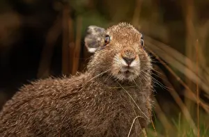 Sub Adult Prints: Mountain hare (Lepus timidus) sub-adult