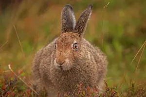 Sub Adult Prints: Mountain hare (Lepus timidus) sub-adult