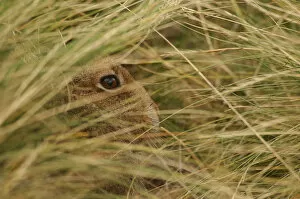 Mountain hare {Lepus timidus} sub-adult leveret concealed in its hiding place in grass