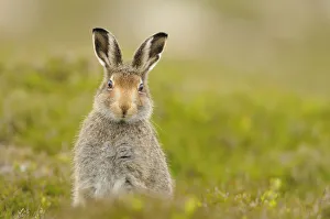 Images Dated 22nd July 2011: Mountain hare (Lepus timidus) sub-adult leveret, Cairngorms National Park, Scotland, UK, July