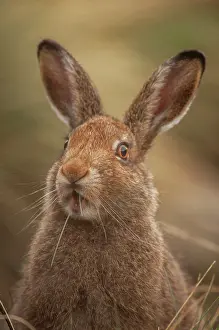 Lepus Prints: Mountain hare (Lepus timidus) sub-adult in summer coat