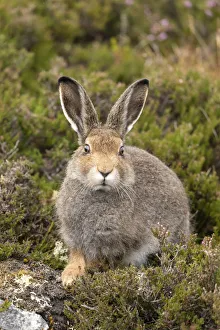 Mountain hare (Lepus timidus), sub-adult in summer coat on moorland, Scotland, UK, August