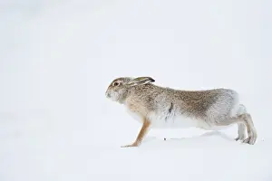 Waking Prints: Mountain hare (Lepus timidus) summer coat