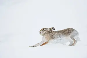 Leporidae Prints: Mountain hare (Lepus timidus) summer coat