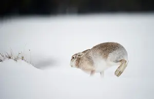 Leporidae Prints: Mountain hare (Lepus timidus) in summer coat