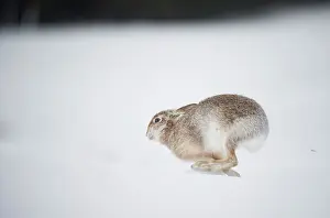 Leporidae Prints: Mountain hare (Lepus timidus) in summer coat