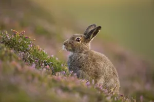 Mountain hare (Lepus timidus) in summer pelage amongst heather, Cairngorms National Park