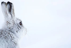 Mountain Hare (Lepus timidus) side view portrait, Cairngorms, Scotland, February