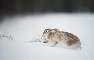 Summer Coat Prints: Mountain hare (Lepus timidus) walking over snow