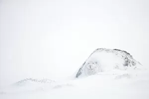 Mountain hare (Lepus timidus) in white winter coat camouflaged in snow, Scotland, UK
