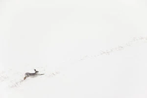 Stretching Gallery: Mountain hare (Lepus timidus) in white winter coat stretching - in snowy habitat, Scotland