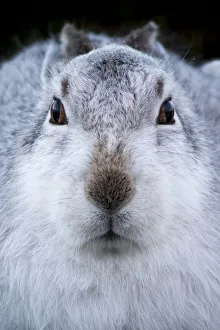 Images Dated 2015 January: 26 Jan 2015 Collection