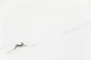 Mountain hare (Lepus timidus) in white winter coat stretching - in snowy habitat, Scotland