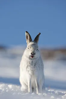 Mountain hare (Lepus timidus) in winter coat, sitting in snow, yawning, Scotland