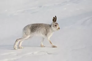 Images Dated 25th January 2010: Mountain hare (Lepus timidus) in winter coat, stretching on snow, Scotland, UK, February