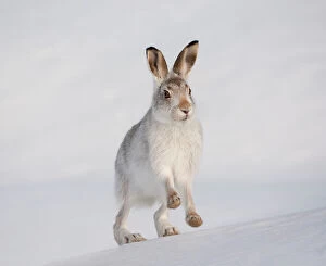 Cool Coloured Landscapes Collection: Mountain hare (Lepus timidus) in winter coat, running up a snow-covered slope, Scotland, UK