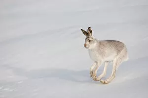 Images Dated 25th January 2010: Mountain hare (Lepus timidus) in winter coat, running across snow, Scotland, UK, February
