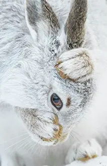 Mountain hare (Lepus timidus) in winter coat, grooming, Cairngorms National Park, Scotland, UK. February