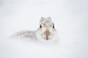 Snowhole Prints: Mountain hare (Lepus timidus) in winter coat