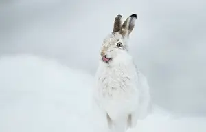 Sticking Out Tongue Prints: Mountain hare (Lepus timidus) in winter coat