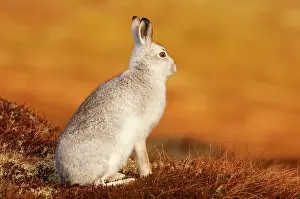 Moors Prints: Mountain hare (Lepus timidus) in winter coat