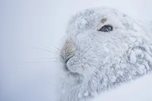 Snowhole Prints: Mountain hare (Lepus timidus) in winter coat
