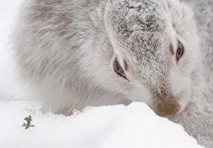 Mountain hare (Lepus timidus) in winter coat, portrait, Cairngorms National Park, Scotland, UK. January
