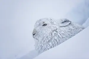 Snowhole Prints: Mountain hare (Lepus timidus) in winter coat